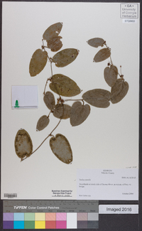 Smilax pumila image