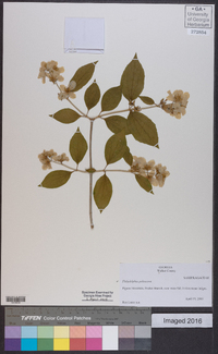 Philadelphus pubescens image