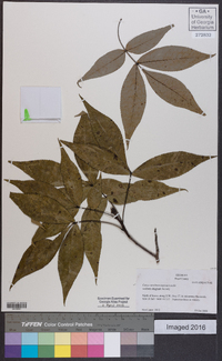 Carya carolinae-septentrionalis image