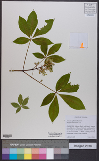 Aesculus sylvatica image