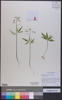 Cardamine angustata image