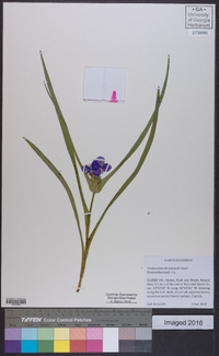 Tradescantia hirsuticaulis image