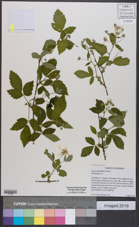 Rubus argutus image