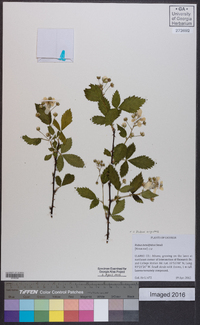 Rubus argutus image