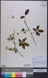 Rubus trivialis image