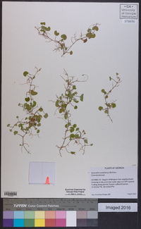 Dichondra carolinensis image