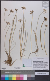 Allium speculae image