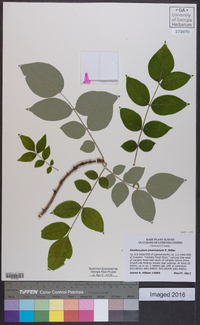 Zanthoxylum americanum image