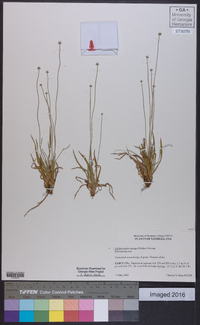 Lachnocaulon anceps image