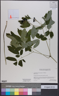 Caulophyllum thalictroides image