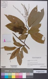 Oxydendrum arboreum image