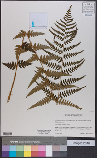 Dryopteris celsa image