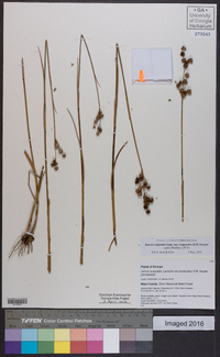 Juncus scirpoides var. compositus image