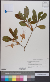 Rhododendron prunifolium image