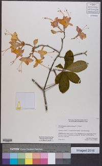 Rhododendron cumberlandense image