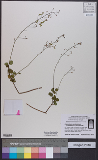 Desmodium marilandicum image