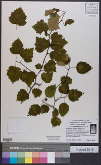 Crataegus iracunda image