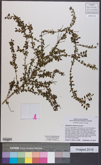 Ligustrum sinense image