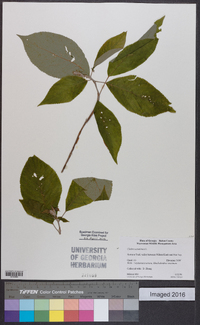 Clethra acuminata image