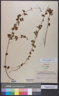 Desmodium marilandicum image