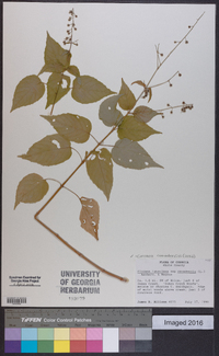 Circaea canadensis image