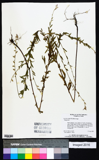 Oenothera curtiflora image