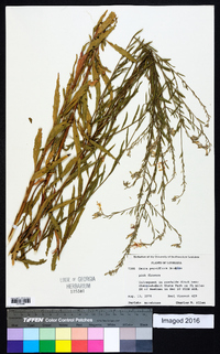 Oenothera curtiflora image