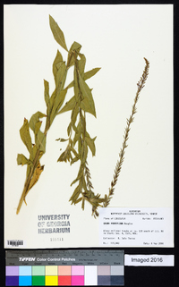 Oenothera curtiflora image