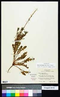 Gaura mckelveyae image