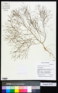 Gayophytum diffusum image