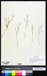 Gayophytum diffusum image