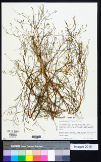 Gayophytum diffusum image