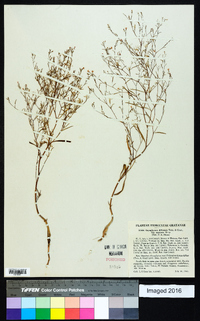 Gayophytum diffusum image