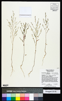 Gayophytum diffusum image