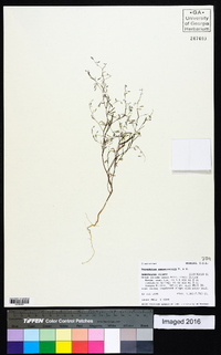 Gayophytum ramosissimum image