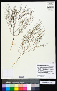 Gayophytum ramosissimum image