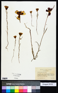 Clarkia amoena subsp. amoena image