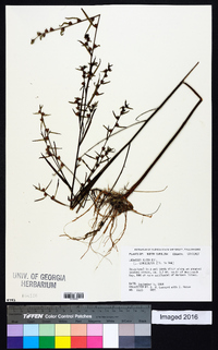 Ludwigia alata image