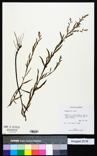 Ludwigia alata image