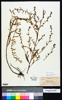 Ludwigia alata image