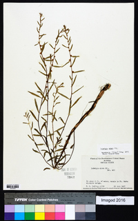 Ludwigia alata image