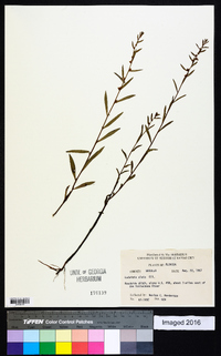 Ludwigia alata image