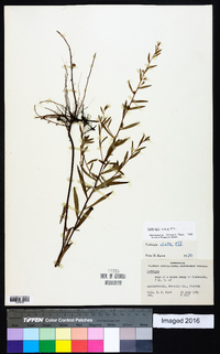 Ludwigia alata image