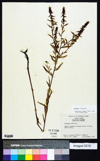 Ludwigia alata image