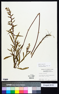 Ludwigia alata image