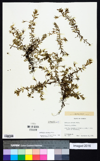 Ludwigia arcuata image