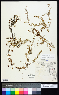 Ludwigia arcuata image