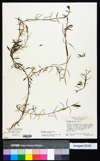 Ludwigia arcuata image