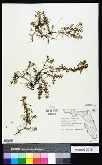 Ludwigia arcuata image