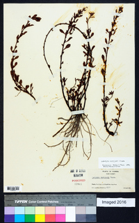 Ludwigia curtissii image